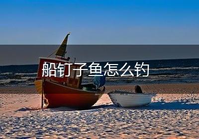 船钉子鱼怎么钓