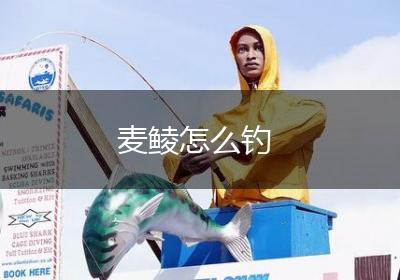 麦鲮怎么钓
