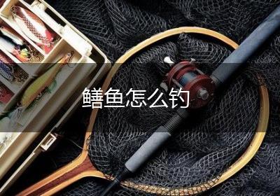 鳝鱼怎么钓