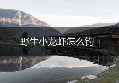 野生小龙虾怎么钓