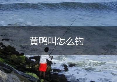黄鸭叫怎么钓
