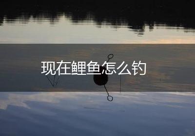 现在鲤鱼怎么钓