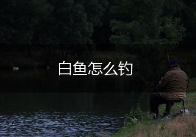 白鱼怎么钓