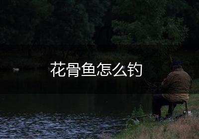 花骨鱼怎么钓