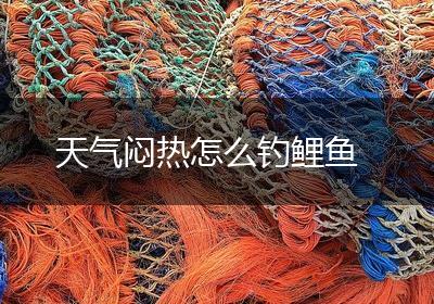 天气闷热怎么钓鲤鱼