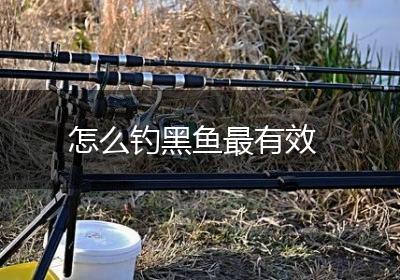 怎么钓黑鱼最有效