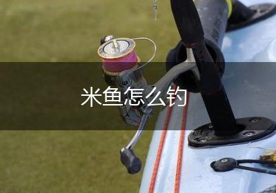 米鱼怎么钓