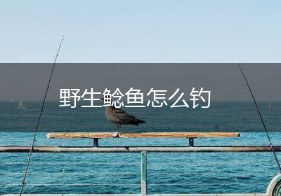 野生鲶鱼怎么钓