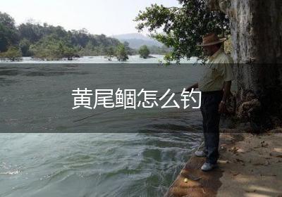 黄尾鲴怎么钓
