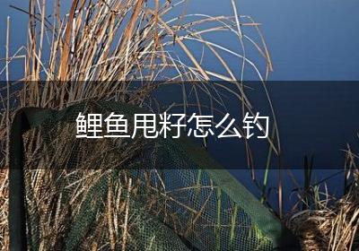 鲤鱼甩籽怎么钓
