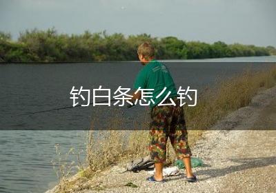 钓白条怎么钓