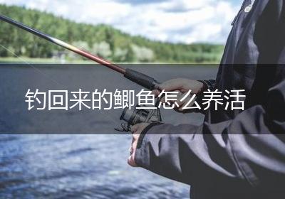 钓回来的鲫鱼怎么养活