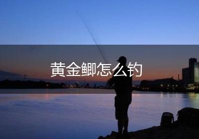 黄金鲫怎么钓
