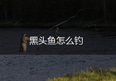 黑头鱼怎么钓