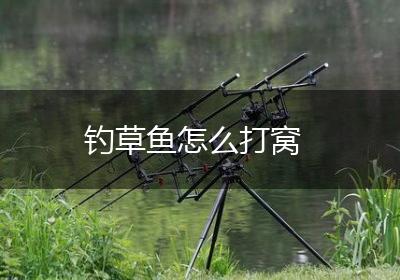 钓草鱼怎么打窝