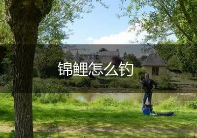 锦鲤怎么钓