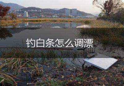 钓白条怎么调漂