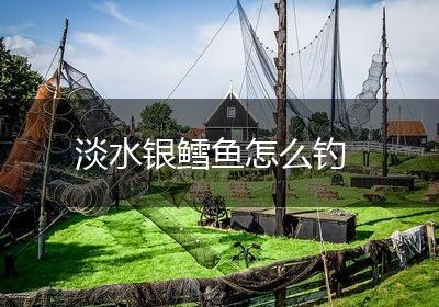 淡水银鳕鱼怎么钓
