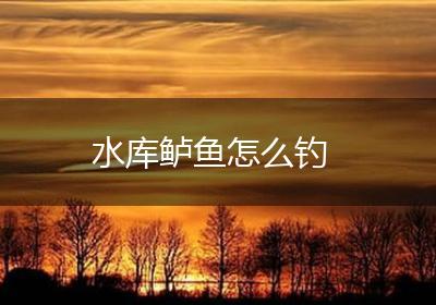 水库鲈鱼怎么钓