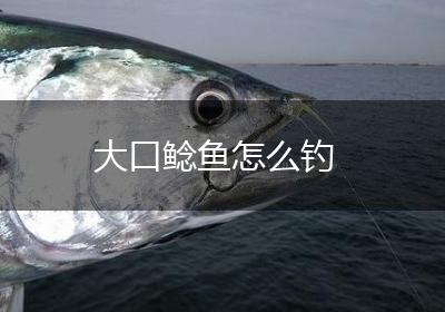 大口鲶鱼怎么钓