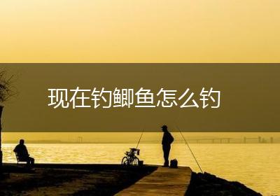 现在钓鲫鱼怎么钓