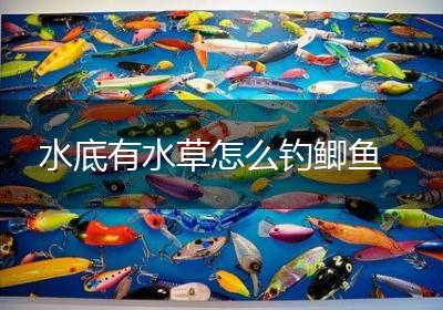 水底有水草怎么钓鲫鱼