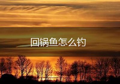 回锅鱼怎么钓