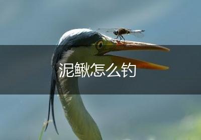 泥鳅怎么钓