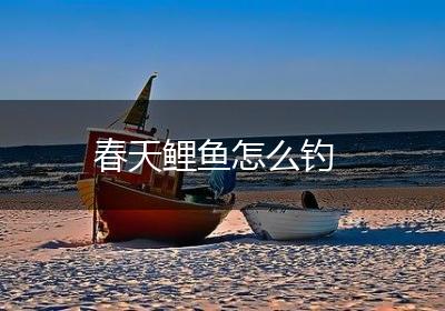 春天鲤鱼怎么钓