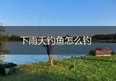 下雨天钓鱼怎么钓