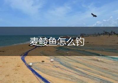 麦鲮鱼怎么钓