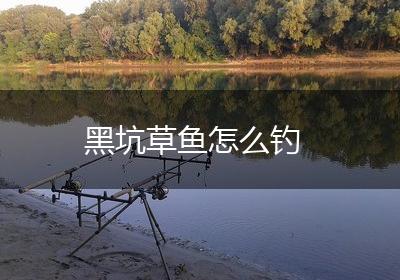 黑坑草鱼怎么钓