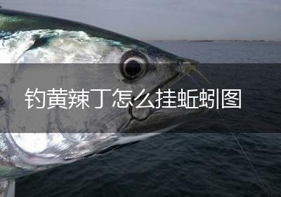 钓黄辣丁怎么挂蚯蚓图