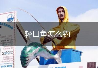 轻口鱼怎么钓