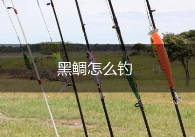 黑鲷怎么钓