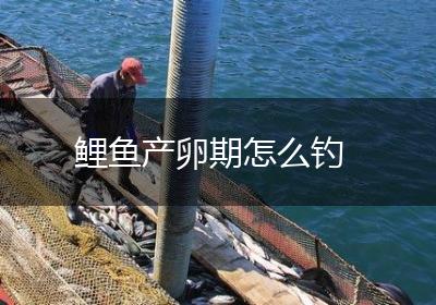 鲤鱼产卵期怎么钓