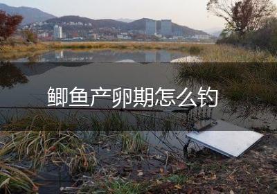 鲫鱼产卵期怎么钓
