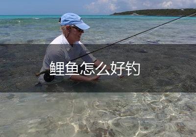 鲤鱼怎么好钓