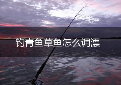 钓青鱼草鱼怎么调漂