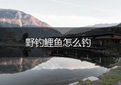野钓鲤鱼怎么钓