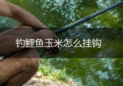 钓鲤鱼玉米怎么挂钩