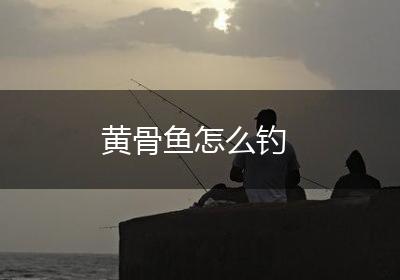 黄骨鱼怎么钓