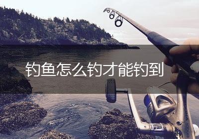 钓鱼怎么钓才能钓到