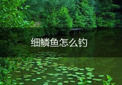 细鳞鱼怎么钓