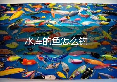 水库的鱼怎么钓