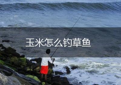 玉米怎么钓草鱼