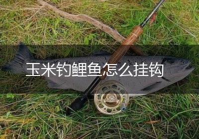 玉米钓鲤鱼怎么挂钩