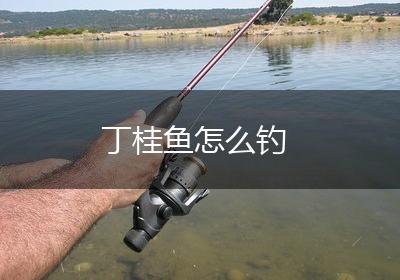 丁桂鱼怎么钓