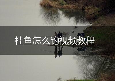 桂鱼怎么钓视频教程