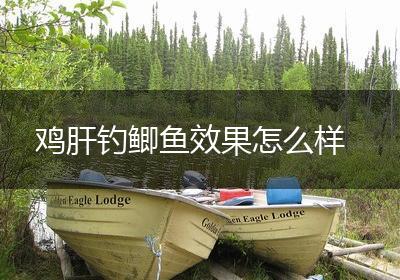 鸡肝钓鲫鱼效果怎么样